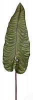 декор alocasia в Якутске