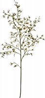 декор oncidium orchid в Якутске