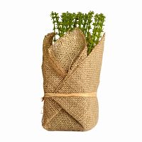 растение декоративное potted herb polini в Якутске