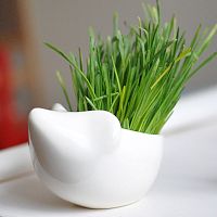 набор для выращивания eco ёжик в Якутске