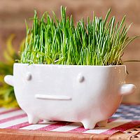 набор для выращивания eco буль в Якутске
