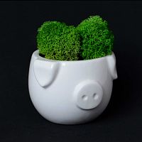 набор для выращивания eco мини-капшо «минипиг» в Якутске