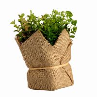 растение декоративное potted herb kolina в Якутске