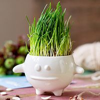 набор для выращивания eco кру в Якутске