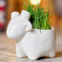 набор для выращивания eco овечка в Якутске