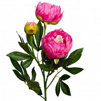 пион розовый 64 см (24) в Якутске